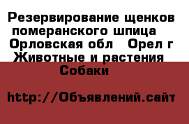 Резервирование щенков померанского шпица. - Орловская обл., Орел г. Животные и растения » Собаки   